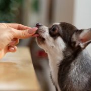 Pet Supplement Brand in the EU