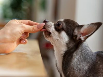 Pet Supplement Brand in the EU