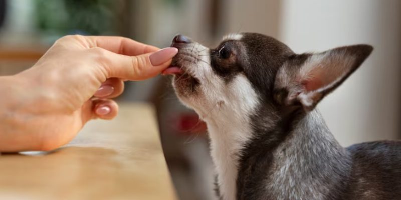 Pet Supplement Brand in the EU